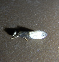 Trichophaga tapetzella