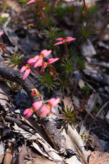 Stylidium recurvum