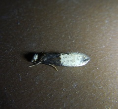 Trichophaga tapetzella