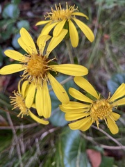 Farfugium japonicum