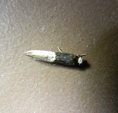 Trichophaga tapetzella