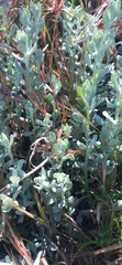 Helichrysum crispum