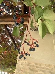 Parthenocissus