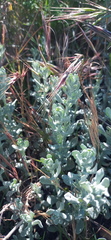 Helichrysum crispum