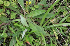 Plantago debilis