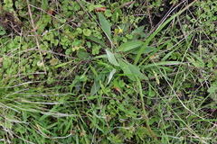 Plantago debilis