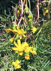 Senecio littoreus