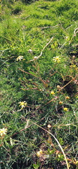 Senecio littoreus