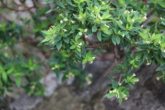 Pimelea umbratica