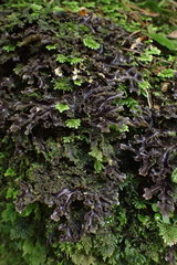 Pseudocyphellaria dissimilis