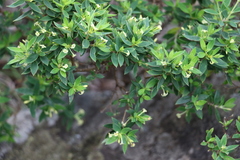 Pimelea umbratica