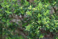 Pimelea umbratica