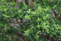 Pimelea umbratica