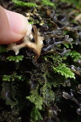 Pseudocyphellaria dissimilis