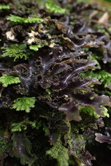Pseudocyphellaria dissimilis