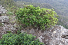 Pimelea umbratica