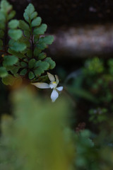 Caladenia marginata