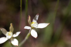 Caladenia marginata