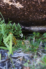 Caladenia marginata