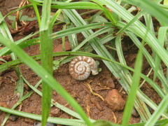 Ariophanta exilis