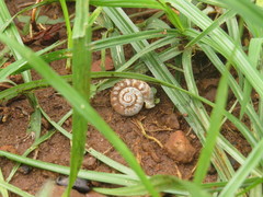 Ariophanta exilis
