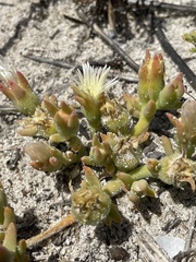 Mesembryanthemum canaliculatum