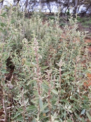 Atriplex stipitata