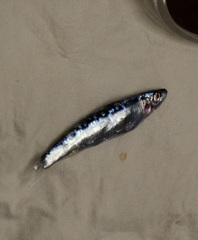 Decapterus