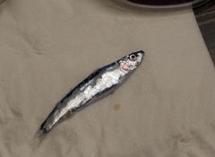 Decapterus