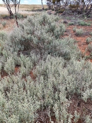 Atriplex stipitata
