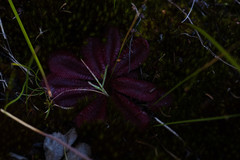 Drosera rosulata