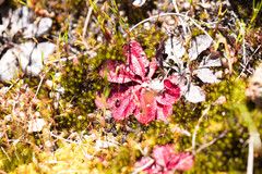 Drosera rosulata