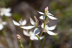 Caladenia marginata