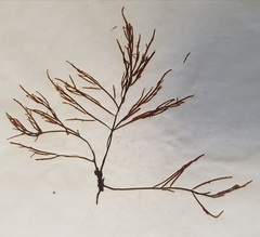 Chondria dasyphylla