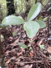Pittosporum huttonianum