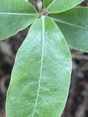 Pittosporum huttonianum