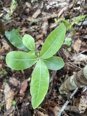 Pittosporum huttonianum