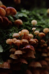 Xeromphalina leonina