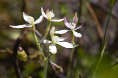 Caladenia marginata
