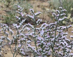 Goniolimon callicomum