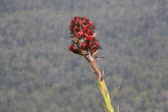 Doryanthes palmeri