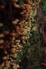 Xeromphalina leonina