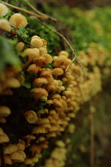 Xeromphalina leonina