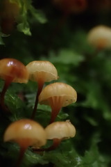 Xeromphalina leonina