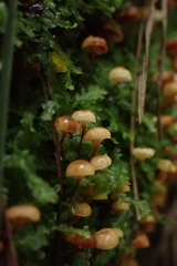 Xeromphalina leonina