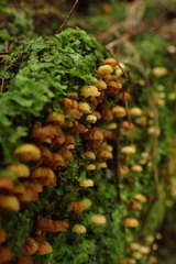 Xeromphalina leonina