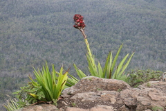 Doryanthes palmeri