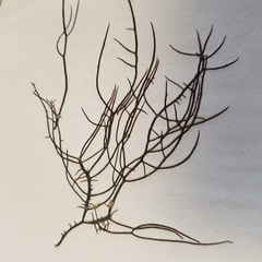 Chondria scintillans