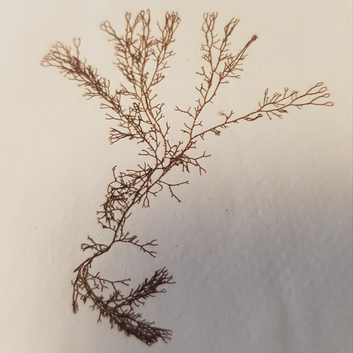 Ceramium shuttleworthianum