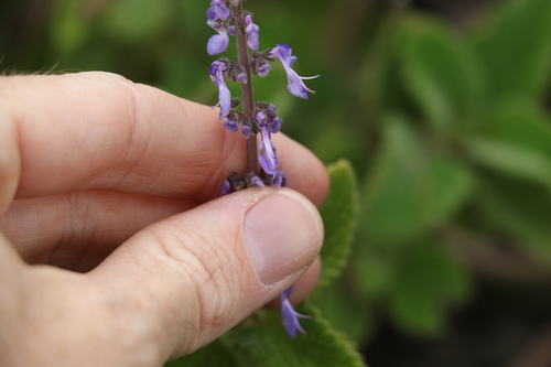 Image of Coleus graveolens by (c) Greg Tasney, some rights reserved (CC BY-SA)
